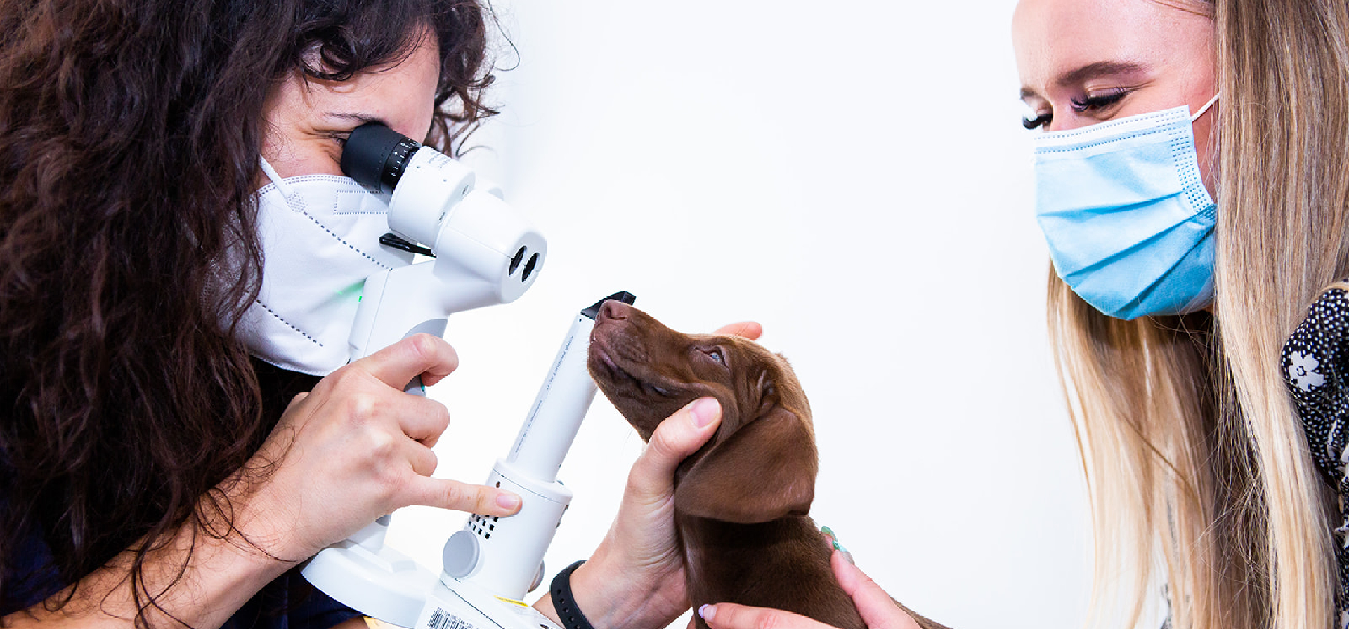 Optivet: Leading Veterinary Ophthalmologist, Veterinary Clinic UK